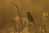 Image. Aquatic Warbler