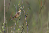 Image. Aquatic Warbler