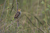 Image. Aquatic Warbler