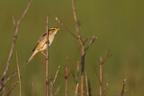 Image. Aquatic Warbler