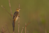 Image. Aquatic Warbler