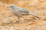 Image. Arabian Babbler