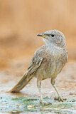 Image. Arabian Babbler