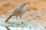 Image. Arabian Babbler