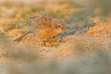 Image. Arabian Babbler