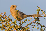 Image. Arabian Babbler