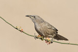 Image. Arabian Babbler