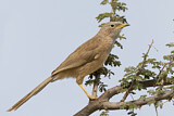Image. Arabian Babbler