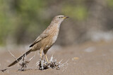 Image. Arabian Babbler