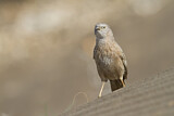 Image. Arabian Babbler
