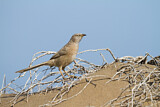 Image. Arabian Babbler