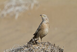 Image. Arabian Babbler
