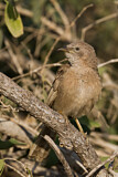Image. Arabian Babbler