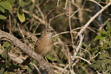 Image. Arabian Babbler
