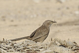 Image. Arabian Babbler