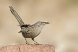 Image. Arabian Babbler