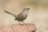 Image. Arabian Babbler