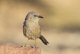Image. Arabian Babbler
