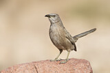 Image. Arabian Babbler