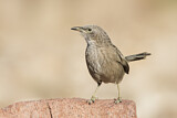 Image. Arabian Babbler