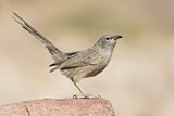 Image. Arabian Babbler