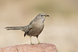 Image. Arabian Babbler