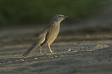 Image. Arabian Babbler