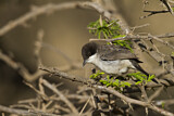 Image. Arabian Warbler