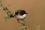 Image. Arabian Warbler