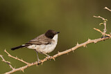 Image. Arabian Warbler