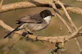 Image. Arabian Warbler