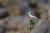 Image. Arabian Wheatear