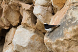 Image. Arabian Wheatear