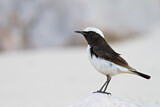 Image. Arabian Wheatear