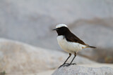 Image. Arabian Wheatear