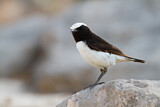 Image. Arabian Wheatear