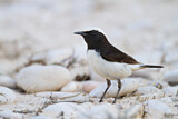 Image. Arabian Wheatear