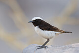 Image. Arabian Wheatear