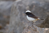 Image. Arabian Wheatear