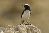 Image. Arabian Wheatear