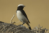 Image. Arabian Wheatear