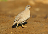 Image. Arabisches Wüstenhuhn