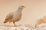 Image. Arabisches Wüstenhuhn