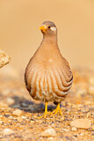 Image. Arabisches Wüstenhuhn