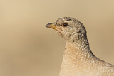 Image. Arabisches Wüstenhuhn