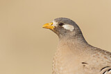 Image. Arabisches Wüstenhuhn