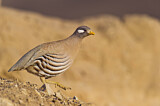 Image. Arabisches Wüstenhuhn