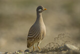 Image. Arabisches Wüstenhuhn