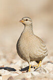 Image. Arabisches Wüstenhuhn