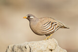 Image. Arabisches Wüstenhuhn